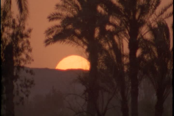 Scenic shots of sunset in Egypt; Huge sun in amber sky sinks behind the horizon with silhouettes of palm trees in foreground.