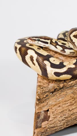 Close-up ball python calmly coiled on wooden perch, minimal movement, bright studio lighting