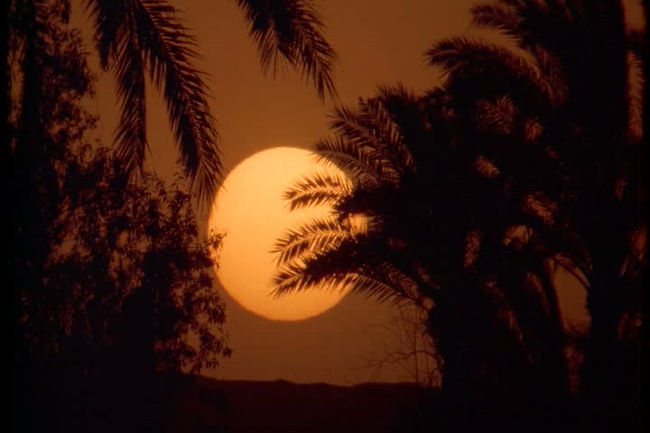 Scenic shots of sunset in Egypt; Huge sun hangs low in amber sky with silhouettes of palm trees in foreground.