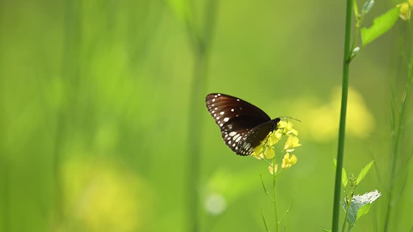 A split-second capture of a Common Crow butterfly taking wing from a cluster of vibrant yellow mustard flowers in an agricultural field.
