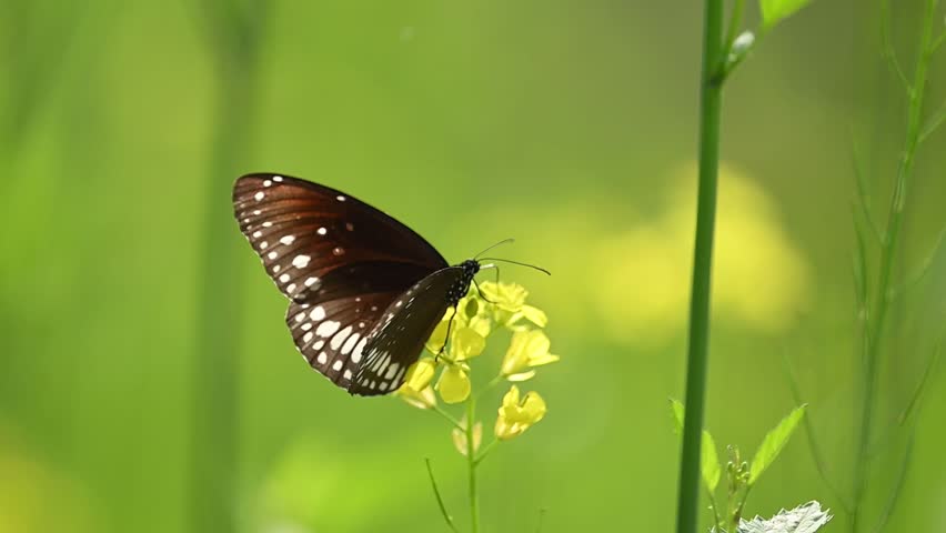 A peaceful scene showing a Common Crow butterfly foraging for nectar on a mustard plant. The background is a soft, natural bokeh of yellow and green, emphasizing the subject.