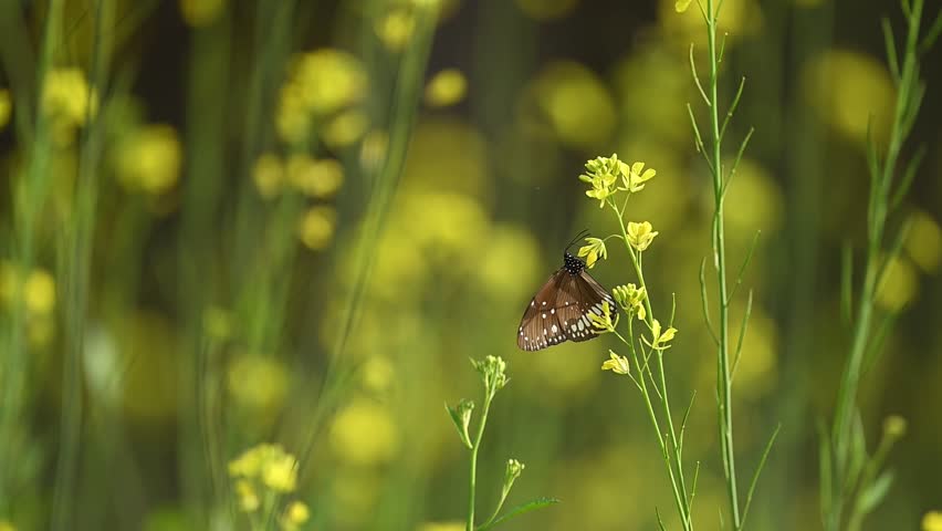 The dark, velvety texture of a Common Crow butterfly contrasts beautifully with the bright yellow clusters of a mustard flower in a sunlit field. Sharp focus on the wings and body.