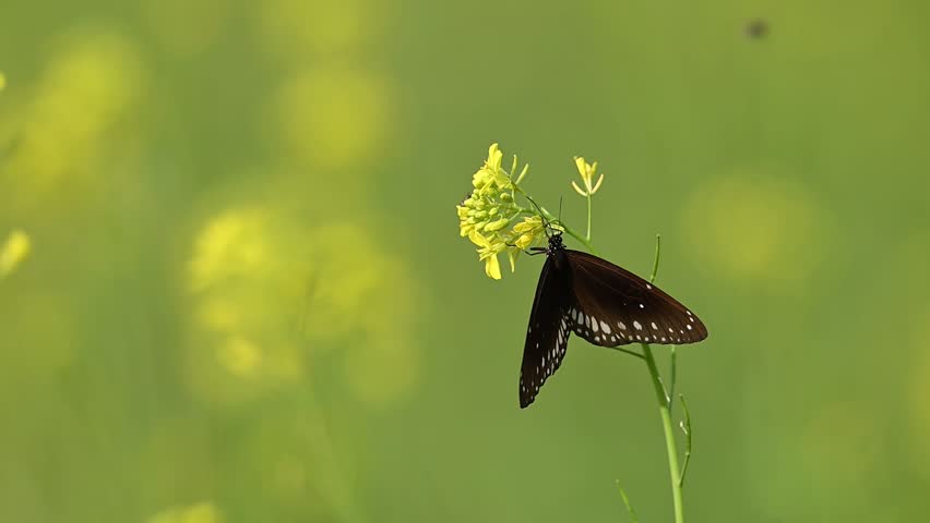 An intimate portrait of Euploea core at rest while feeding. The image highlights the butterfly