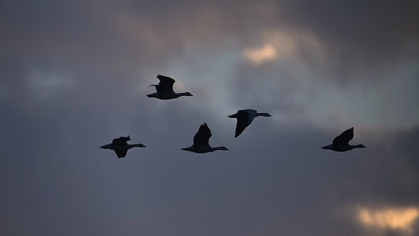 Celestial journey: A Bar-headed Goose is silhouetted against beautifully layered clouds at dawn. The soft morning glow illuminates the bird's pale grey plumage and steady flight path.