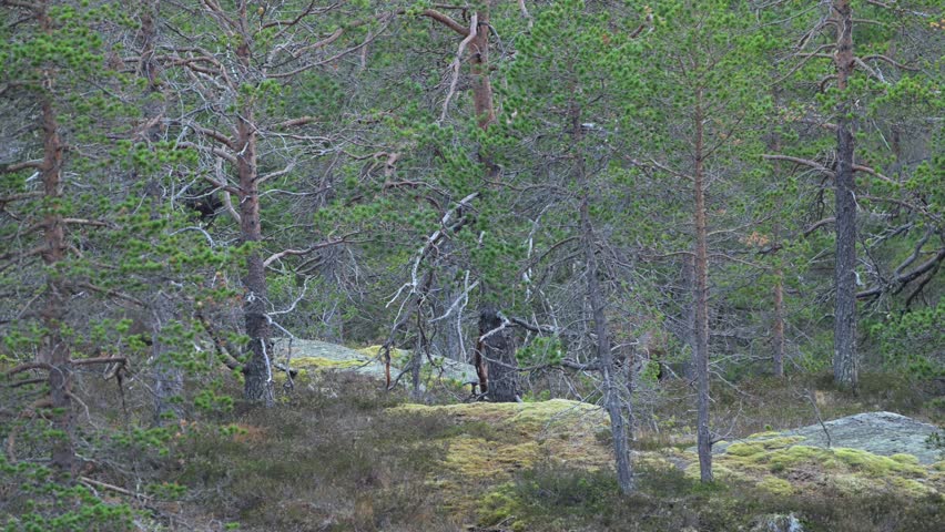 Handheld shot of red deer group passing quietly through pine forest, with a large stag appearing last