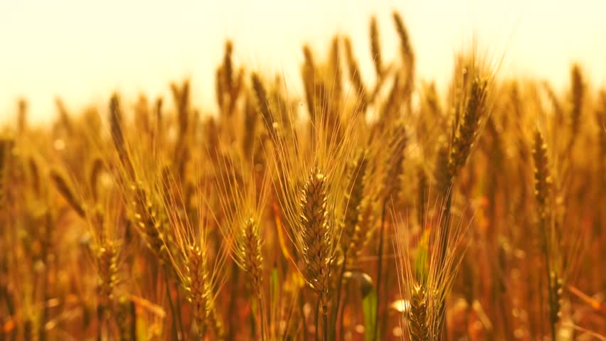 A field of golden wheat with a warm, sunny glow