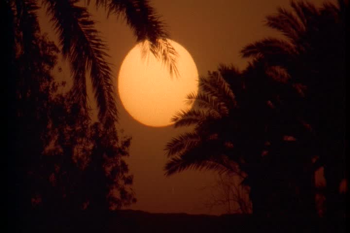 Scenic shots of sunset in Egypt; Huge sun in amber sky with silhouettes of palm trees in foreground.