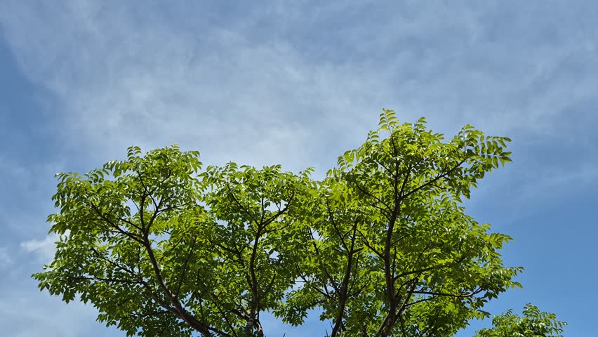 Low angle shot of lush green tree canopies against a bright blue sky background.