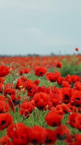 Static calming view of endless poppy field in full bloom, forming a vibrant scarlet sea under the spring sun. The scene evokes emotion, freedom, calmness, relaxation and natures untouched beauty