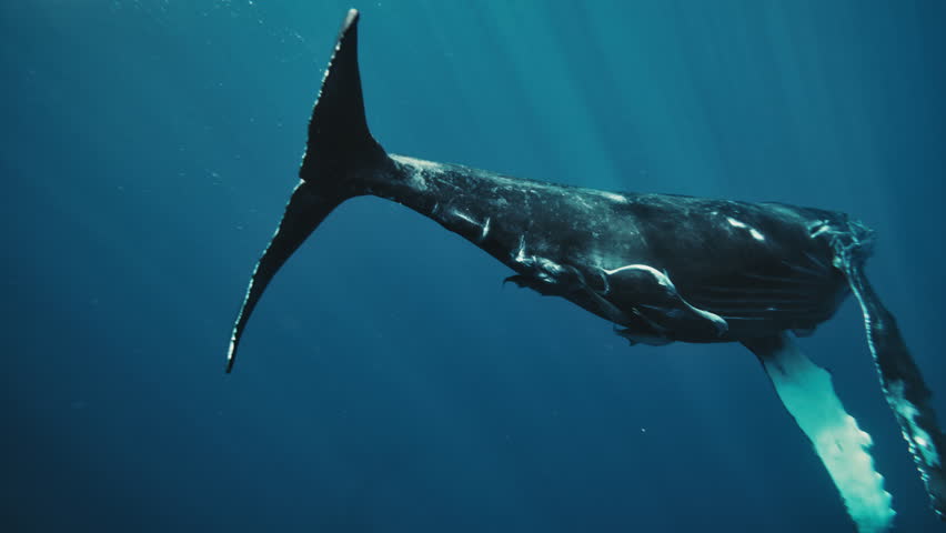 Humpback whale arches belly and propels forward with tail fin, remora around belly, slow motion underwater