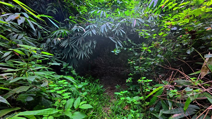 Lush Green Path Through Tropical Forest