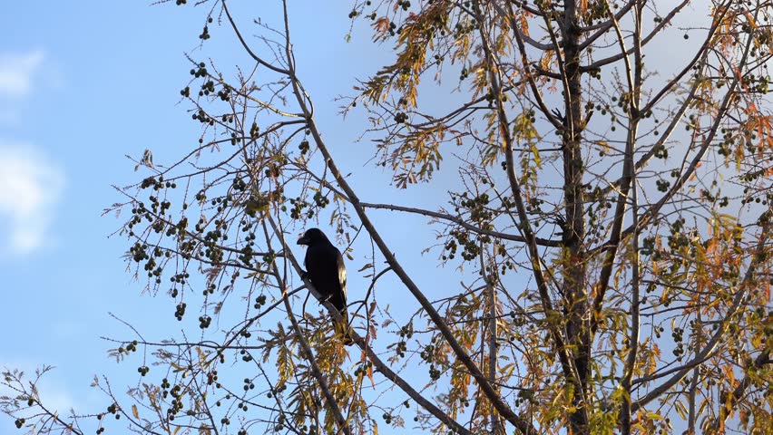 A Black Crow Standing in the Trees in Japanese Parks