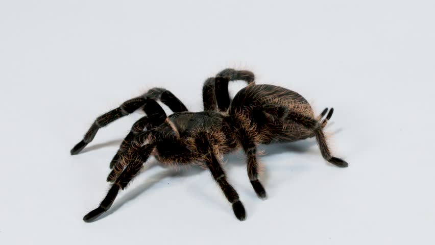 Close-up hairy tarantula slowly walking across clean white studio surface under even lighting