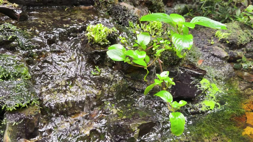 Shaded woodland stream flows over mossy rocks and wet stones, bright green plants swaying