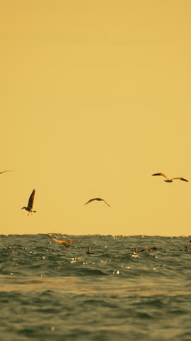 Seagulls, flying, ocean, tranquil birds soar over sparkling water during golden hour sunset. Vertical video.