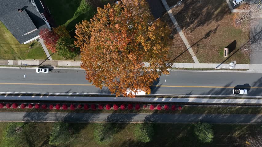 Yellow America school bus on street with orange colored leaves of tree in autumn season. Aerial top down shot. Peaceful scene of American neighborhood. Vibrant colors.