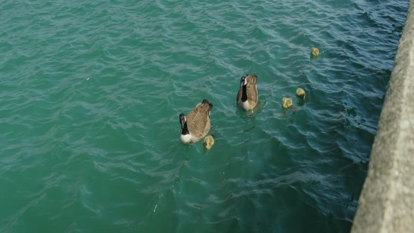 Two geese and their goslings swim in the water along the edge of Lake Michigan.