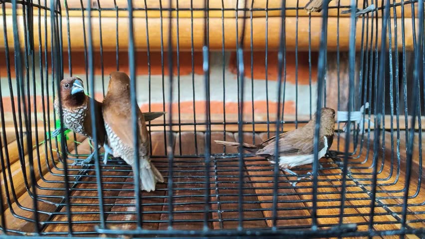 Two brown Spice Finch birds standing and hopping inside a black wire birdcage with a wooden floor during the day