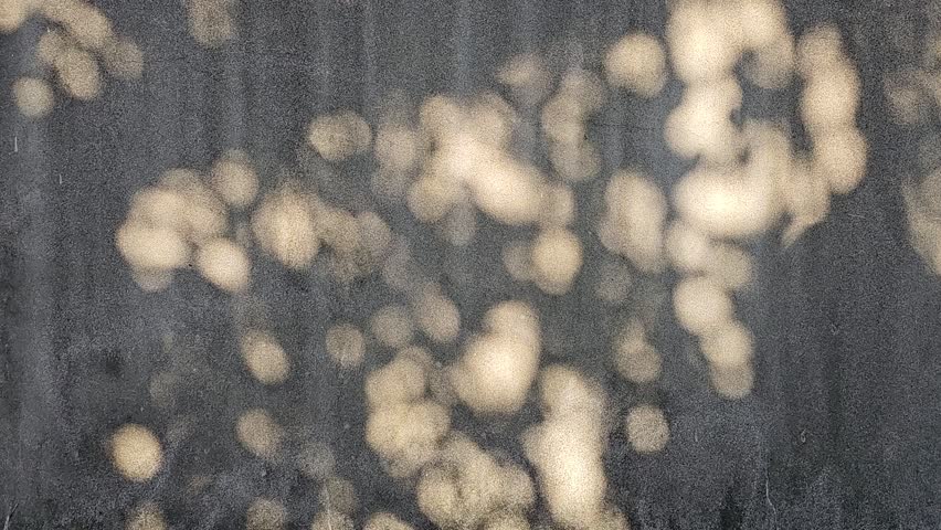 Beautiful tree leaves shape gentle sunlight, shadows glowing on concrete rock wall texture in the afternoon background—dappled light flickering in calm and relaxing atmosphere, peace zen mind feelings