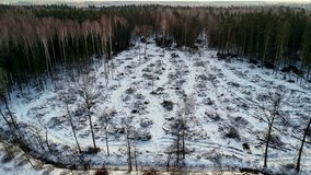 Deforestation area in the winter snow-covered forest floor with tree stumps and debris - Powered by Shutterstock - Get 15% off with code: PIKWIZARD15