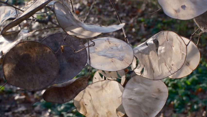Close-up of translucent dried seed pods on thin branches, softly backlit by warm sunlight. Minimalist autumn nature background with shallow depth of field and gentle bokeh.