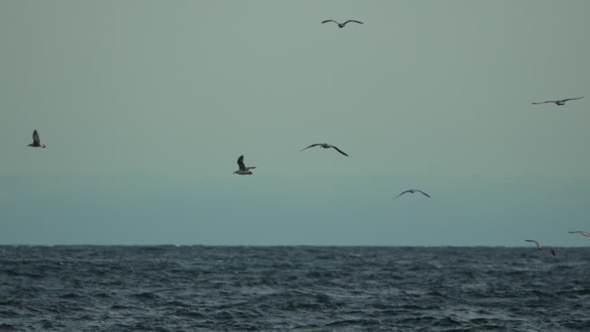 Seagulls, flying, ocean, a group of seagulls soar gracefully over the ocean surface under a tranquil sky