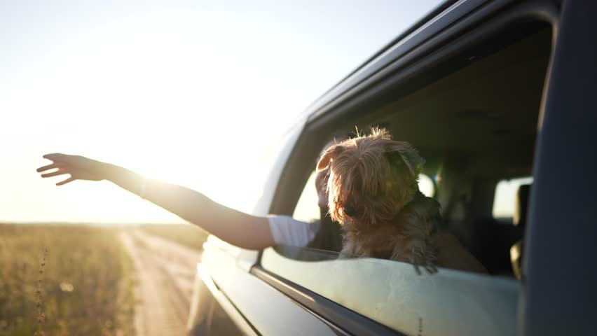 Woman in car with her dog. Girl and her dog are on a road trip. Girl handing a car window. A woman is in a lifestyle vehicle accompanied by her dog.