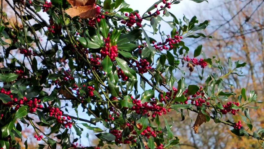 4K English holly common holly nature