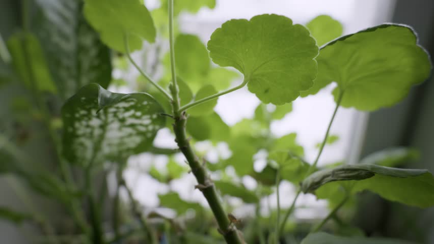 Potted green houseplants including geraniums sit on an interior windowsill. Camera slowly pulls back, revealing the plants against a bright, overcast window.