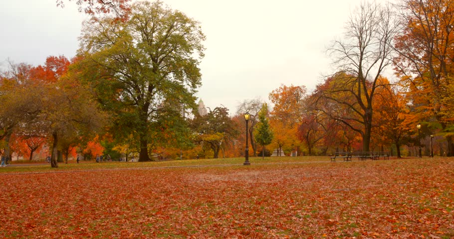 Autumn Scenery with Colorful Tree Leaves in Central Park, New York, USA