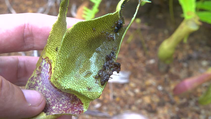 Carnivorous plants. Monkey-cup (Nepenthes gracilis), rainforests of north-western of island of Borneo. Capsule contents - dead digested insects, but maggots, wigglers are alive in enzyme (symbiosis)