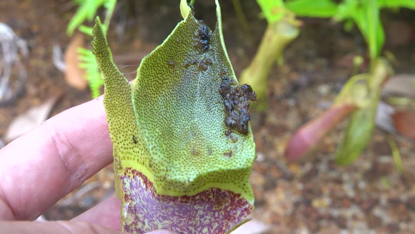 Carnivorous plants. Monkey-cup (Nepenthes gracilis), rainforests of north-western of Borneo island. Capsule contents dead digested insects but adapted maggots, wigglers are alive in enzyme (symbiosis)