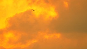 Bird flying sky, beautiful golden orange sunset clouds horizon - Powered by Shutterstock - Get 15% off with code: PIKWIZARD15