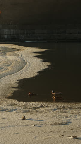 Ducks swimming in river water starting to freeze during the autumn to winter transition under a bridge.