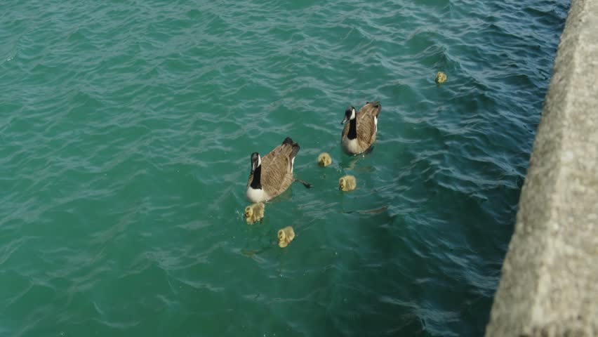 Two Geese and their goslings swim by in the water of Lake Michigan.