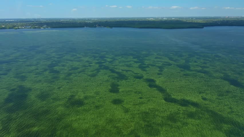 Shallow seagrass flats spread across Biscayne Bay near Miami, Florida, forming dark green patches under clear water while a distant shoreline sits on the horizon.