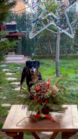 Two dogs are interacting with a christmas centerpiece placed on a wooden table in a garden
