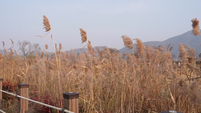 Slow panning shot across an autumn reed field with tall grasses swaying in the wind and mountains on the horizon. Peaceful wetland landscape suitable for nature, relaxation, seasonal, and travel background footage.
