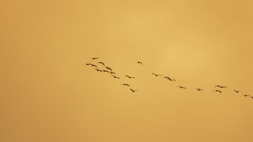 Birds, flock, V-formation soar across golden sky during serene sunset migration