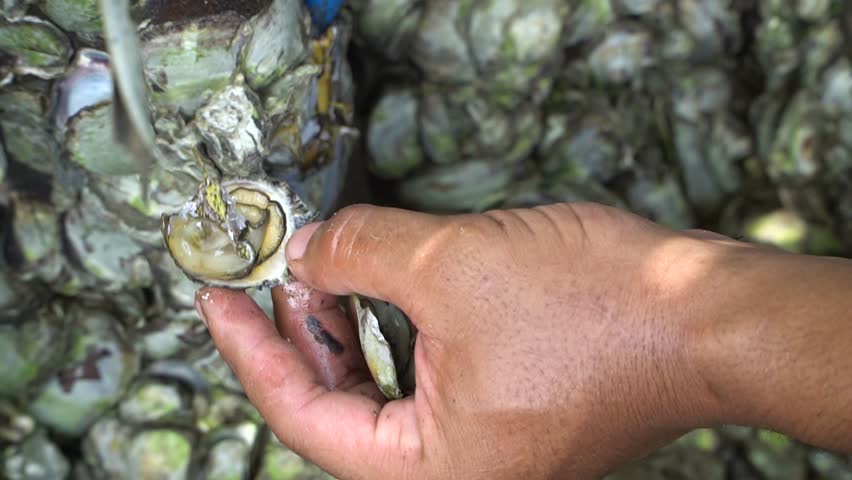 Mass Oyster Colony in Estuary Mudflats During Low Tide