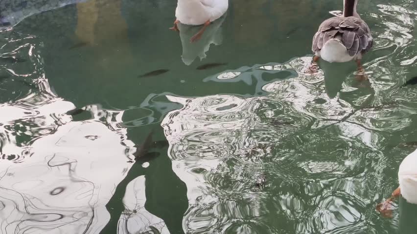 Two ducks swimming peacefully in a small pond with calm water. The reflections and swimming movement create a relaxing natural scene in a garden environment.