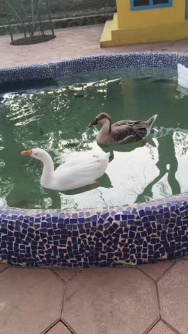Two geese swimming together in a small tiled pond. One white and one brown goose gently glide over the water, enjoying a peaceful moment in an outdoor enclosure.