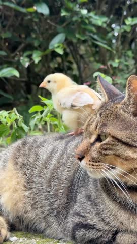 A curious little chick exploring the back of a calm tabby cat in a lush garden