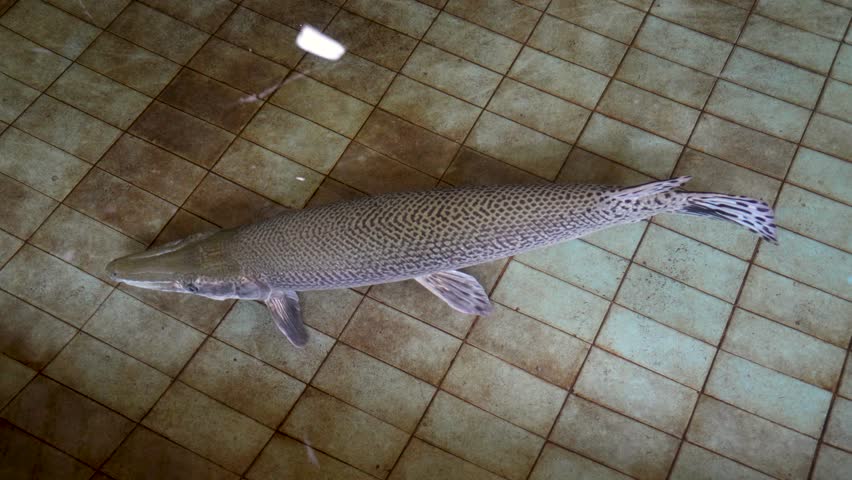 A close-up, high-angle shot of a massive Spotted Gar fish (Lepisosteus Oculatus) swimming in a tiled pool.