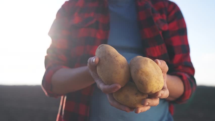 Person holding two potatoes. Farmer holding a potato in a field. Farmer holding a potato in a field. An individual lifestyle grasping two potatoes.