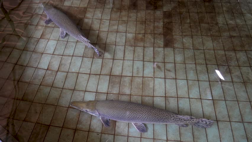 A close-up, high-angle shot of a massive Spotted Gar fish (Lepisosteus Oculatus) swimming in a tiled pool. 