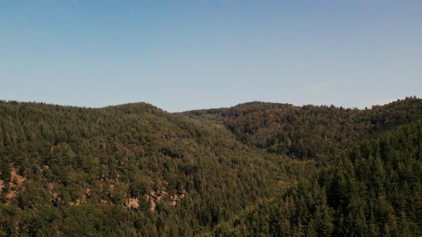 A forest seen from above