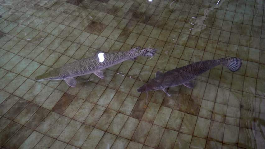 A close-up, high-angle shot of a massive Spotted Gar fish (Lepisosteus Oculatus) swimming in a tiled pool. 