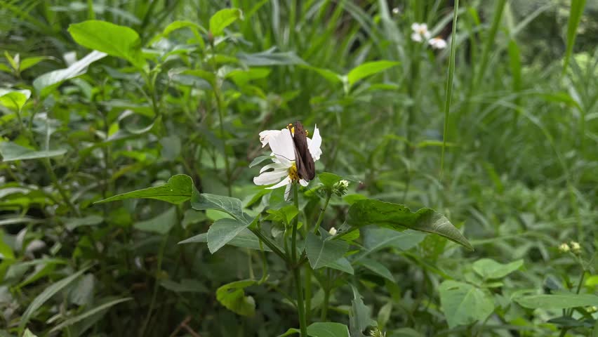 Ypthima pandocus butterfly perched on a flower