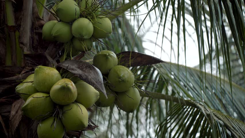 Coconut green palm trees sway during the rainy season